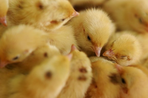 hatchlings