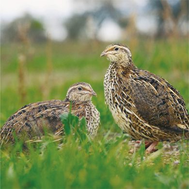 quail