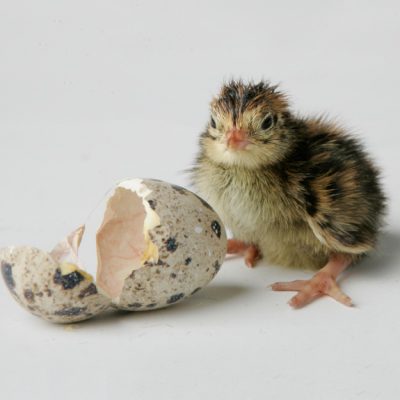 hatching-22